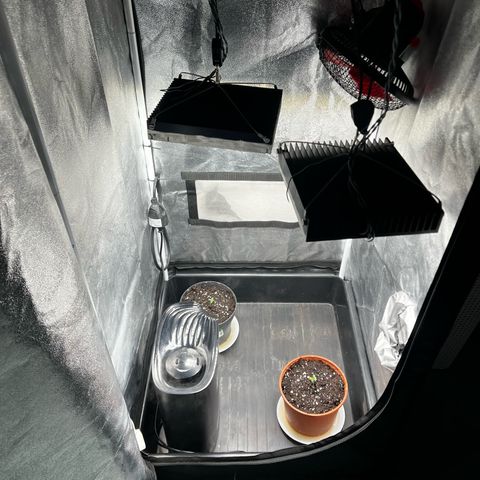 2x Sweet Cheese F1 Fast  growlog timeline photo