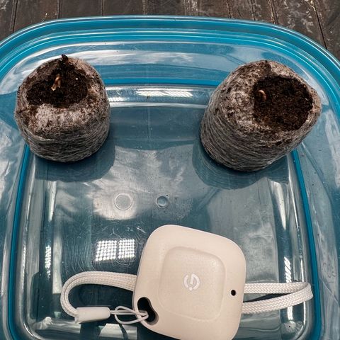 2x Sweet Cheese F1 Fast  growlog timeline photo