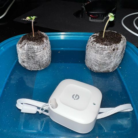 2x Sweet Cheese F1 Fast  growlog timeline photo