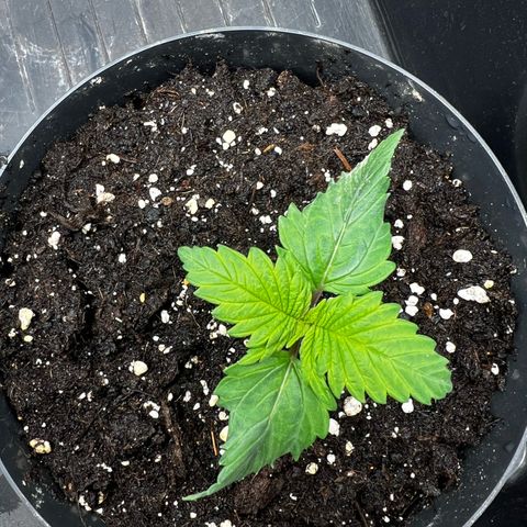 2x Sweet Cheese F1 Fast  growlog timeline photo