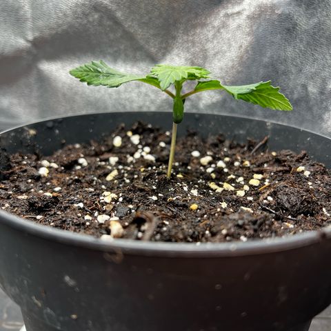 2x Sweet Cheese F1 Fast  growlog timeline photo