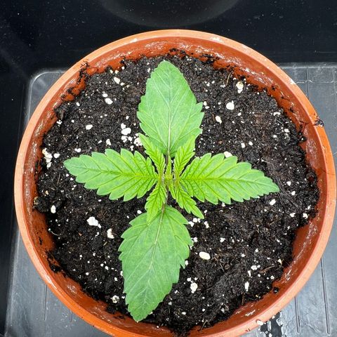 2x Sweet Cheese F1 Fast  growlog timeline photo