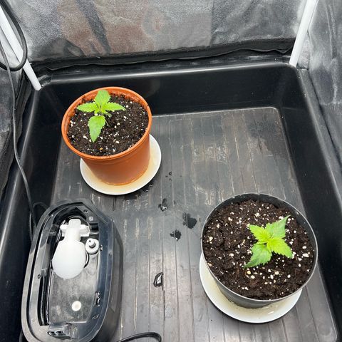 2x Sweet Cheese F1 Fast  growlog timeline photo
