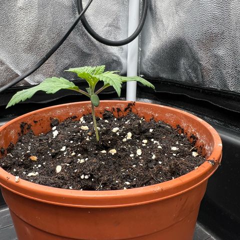 2x Sweet Cheese F1 Fast  growlog timeline photo