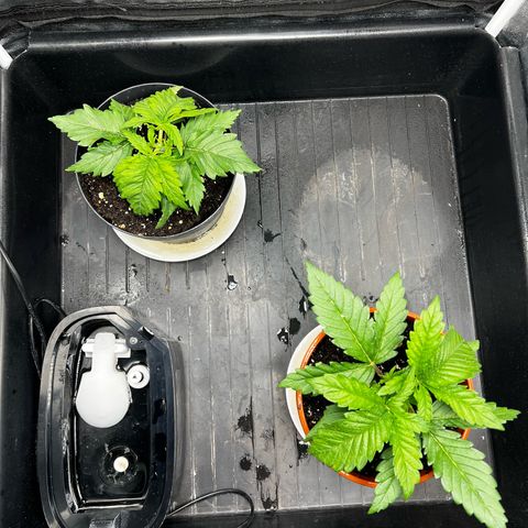 2x Sweet Cheese F1 Fast  growlog timeline photo