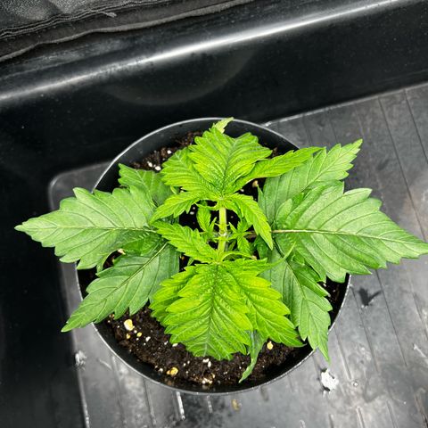 2x Sweet Cheese F1 Fast  growlog timeline photo