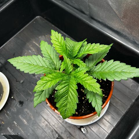 2x Sweet Cheese F1 Fast  growlog timeline photo