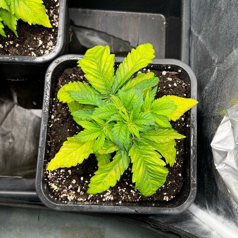 2x Sweet Cheese F1 Fast  growlog timeline photo
