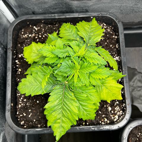 2x Sweet Cheese F1 Fast  growlog timeline photo