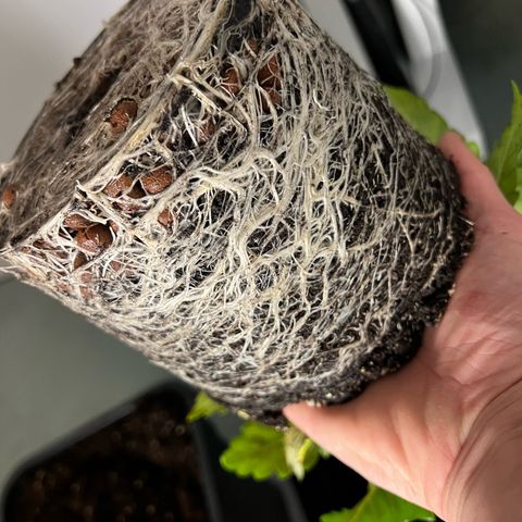2x Sweet Cheese F1 Fast  growlog timeline photo