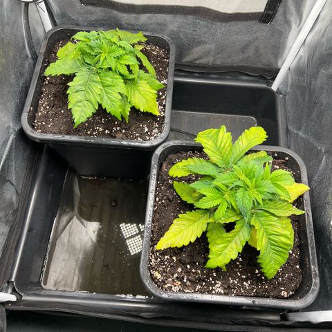 2x Sweet Cheese F1 Fast  growlog timeline photo