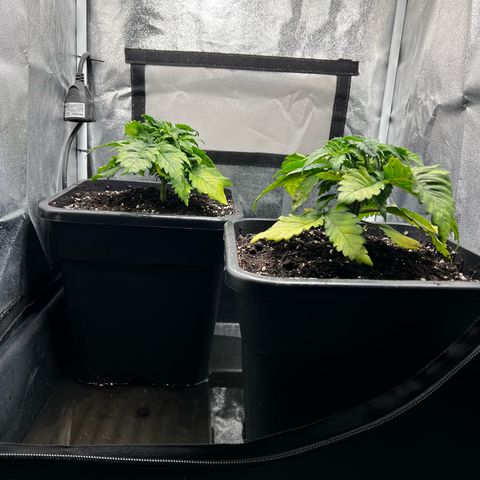 2x Sweet Cheese F1 Fast  growlog timeline photo