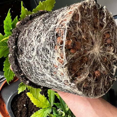 2x Sweet Cheese F1 Fast  growlog timeline photo