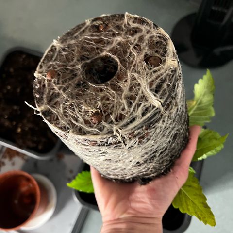 2x Sweet Cheese F1 Fast  growlog timeline photo