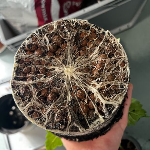 2x Sweet Cheese F1 Fast  growlog timeline photo