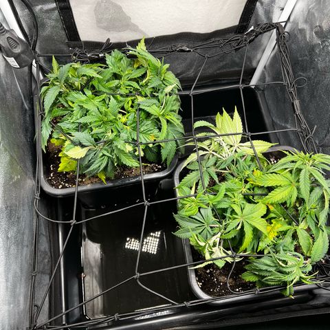 2x Sweet Cheese F1 Fast  growlog timeline photo