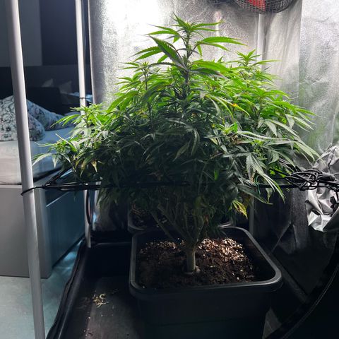 2x Sweet Cheese F1 Fast  growlog timeline photo