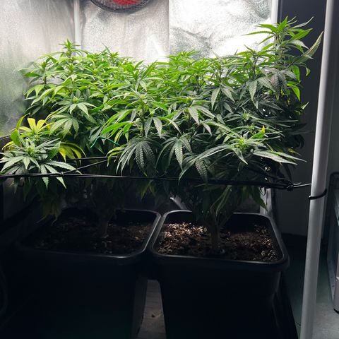 2x Sweet Cheese F1 Fast  growlog timeline photo