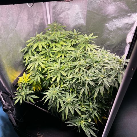 2x Sweet Cheese F1 Fast  growlog timeline photo