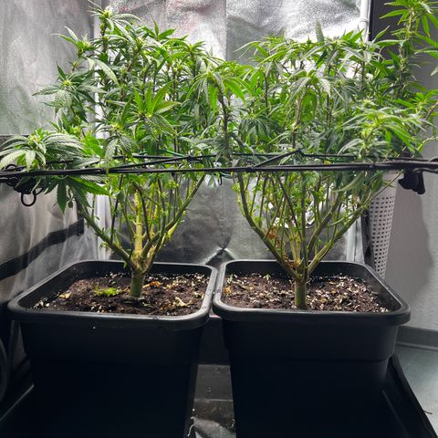 2x Sweet Cheese F1 Fast  growlog timeline photo
