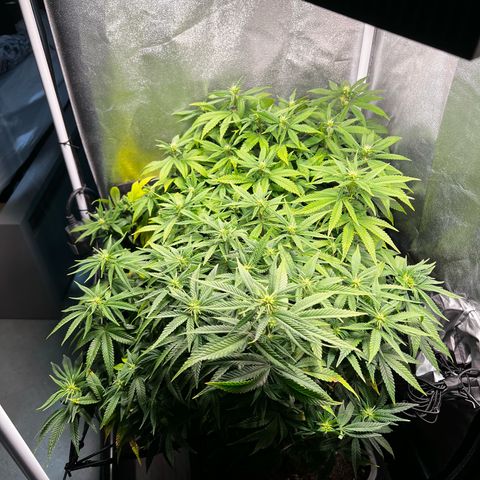 2x Sweet Cheese F1 Fast  growlog timeline photo