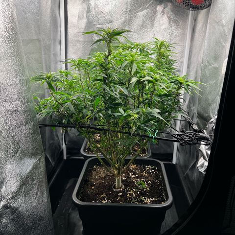 2x Sweet Cheese F1 Fast  growlog timeline photo
