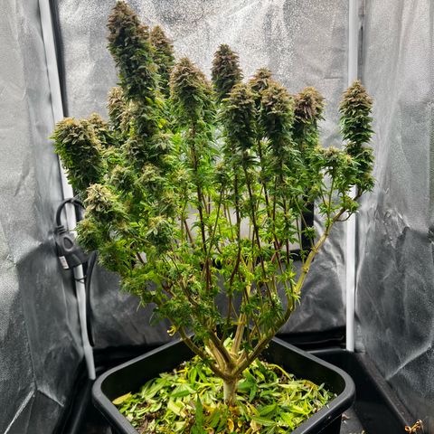 2x Sweet Cheese F1 Fast  growlog timeline photo