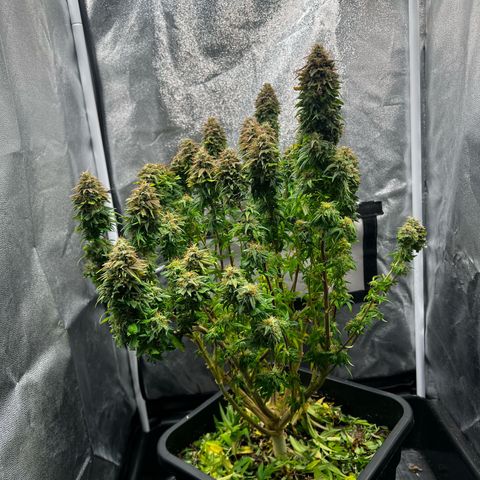 2x Sweet Cheese F1 Fast  growlog timeline photo