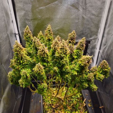 2x Sweet Cheese F1 Fast  growlog timeline photo