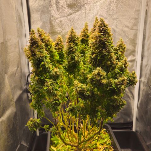 2x Sweet Cheese F1 Fast  growlog timeline photo