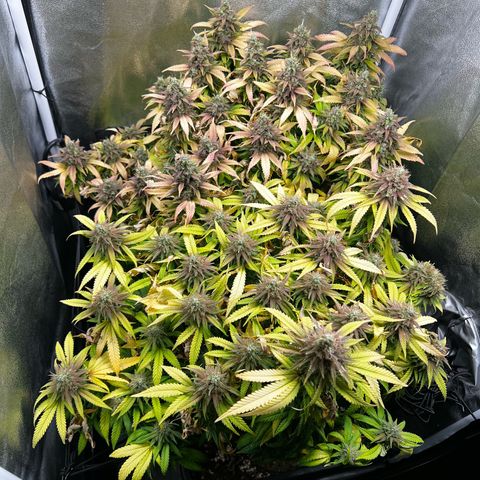 2x Sweet Cheese F1 Fast  growlog timeline photo