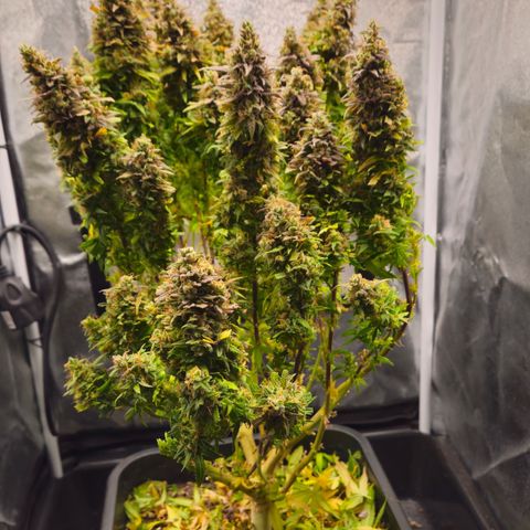 2x Sweet Cheese F1 Fast  growlog timeline photo