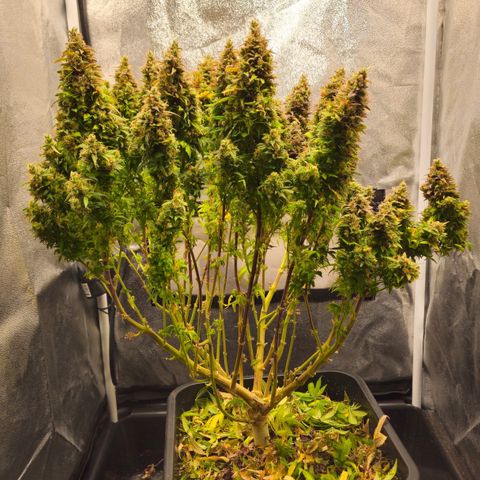2x Sweet Cheese F1 Fast  growlog timeline photo