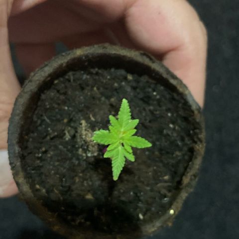 Gorilla Glue 4 growlog timeline photo