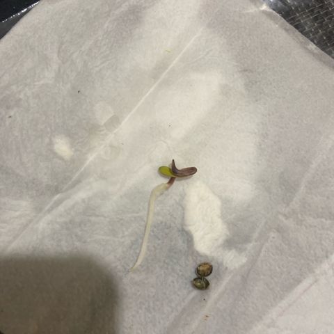 Amnesia Lemon growlog photo: Going in ground now, seed has fallen off