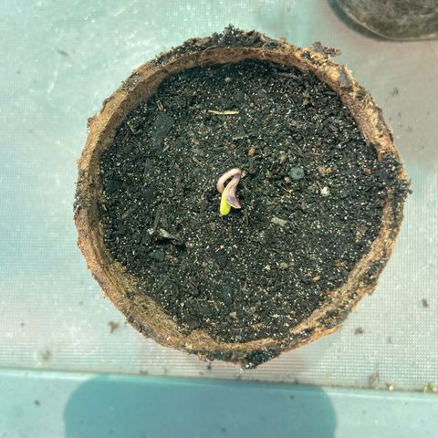 Amnesia Lemon growlog photo: Seed has germinated and has been planted 