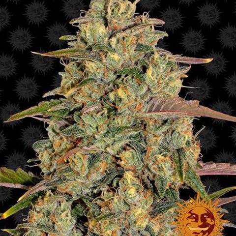 Amnesia Lemon growlog timeline photo