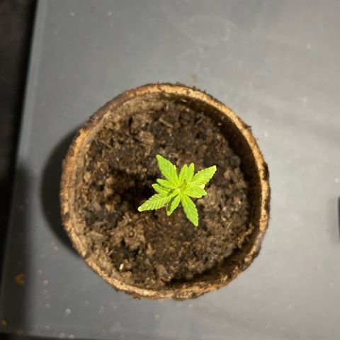 Gorilla Glue 4 growlog photo: Progressing well