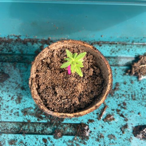 Gorilla Glue 4 growlog photo: Just been watered