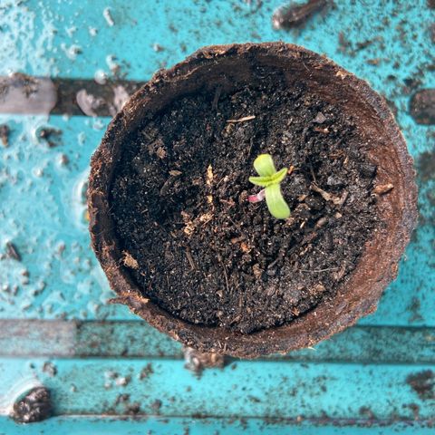 Amnesia Lemon growlog photo: We have lift off 
