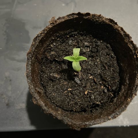 Amnesia Lemon growlog photo: Had an issue this morning, somehow the plant was uprooted and resting 
in the tray? Very interesting. I replanted in same pot and will be continuing the investigation on what happened😳
In recovery stage, seems to be going ok so far. Been under light since 6:30am. Will be shutting down light after 13 hours. 