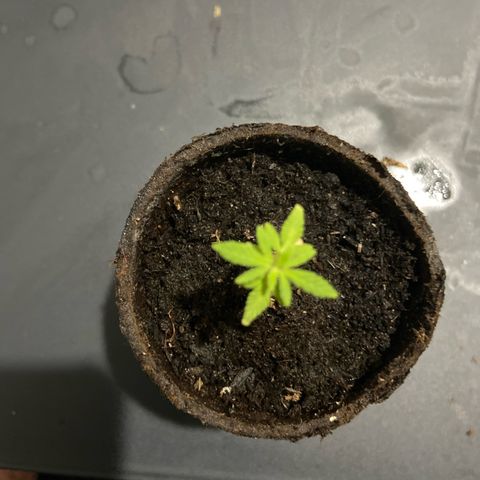 Gorilla Glue 4 growlog photo: Small progress 