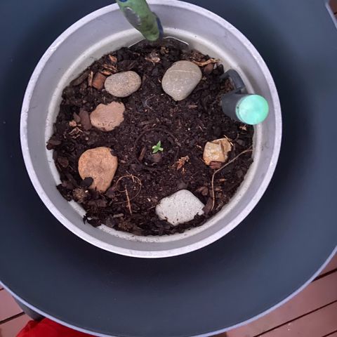 Amnesia Lemon growlog photo: In new pot, hopefully fills up quickly