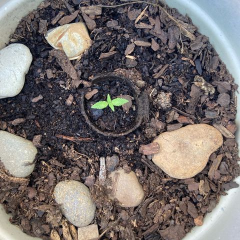Amnesia Lemon growlog photo: Noticeable changes, looking really healthy 