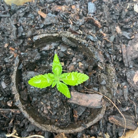 Amnesia Lemon growlog photo: Baby looking good