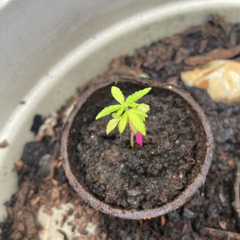 Gorilla Glue 4 growlog photo: Baby looking bit sick, transplanting tomorrow and adding some nutrients 