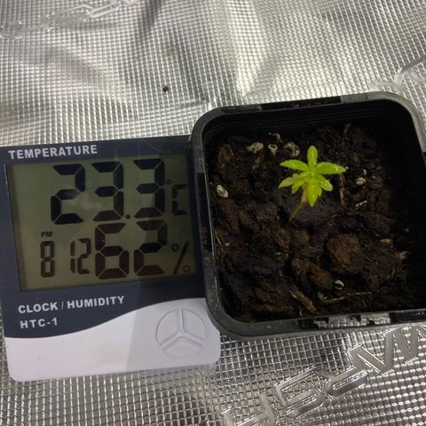 Gorilla Glue 4 growlog photo: Filling up on transplant. Looks like she stunted  a little bit. Hopefully we will see her bounce back quickly now she is in GGT  88🤞