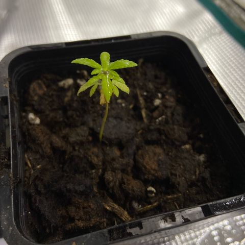 Gorilla Glue 4 growlog photo: Filling up on transplant. Looks like she stunted  a little bit. Hopefully we will see her bounce back quickly now she is in GGT  88🤞