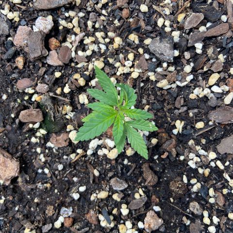 Amnesia Lemon growlog photo: Leave on one side is deformed 