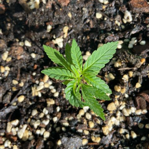Amnesia Lemon growlog photo: Looking good just need to make sure getting enough sun 